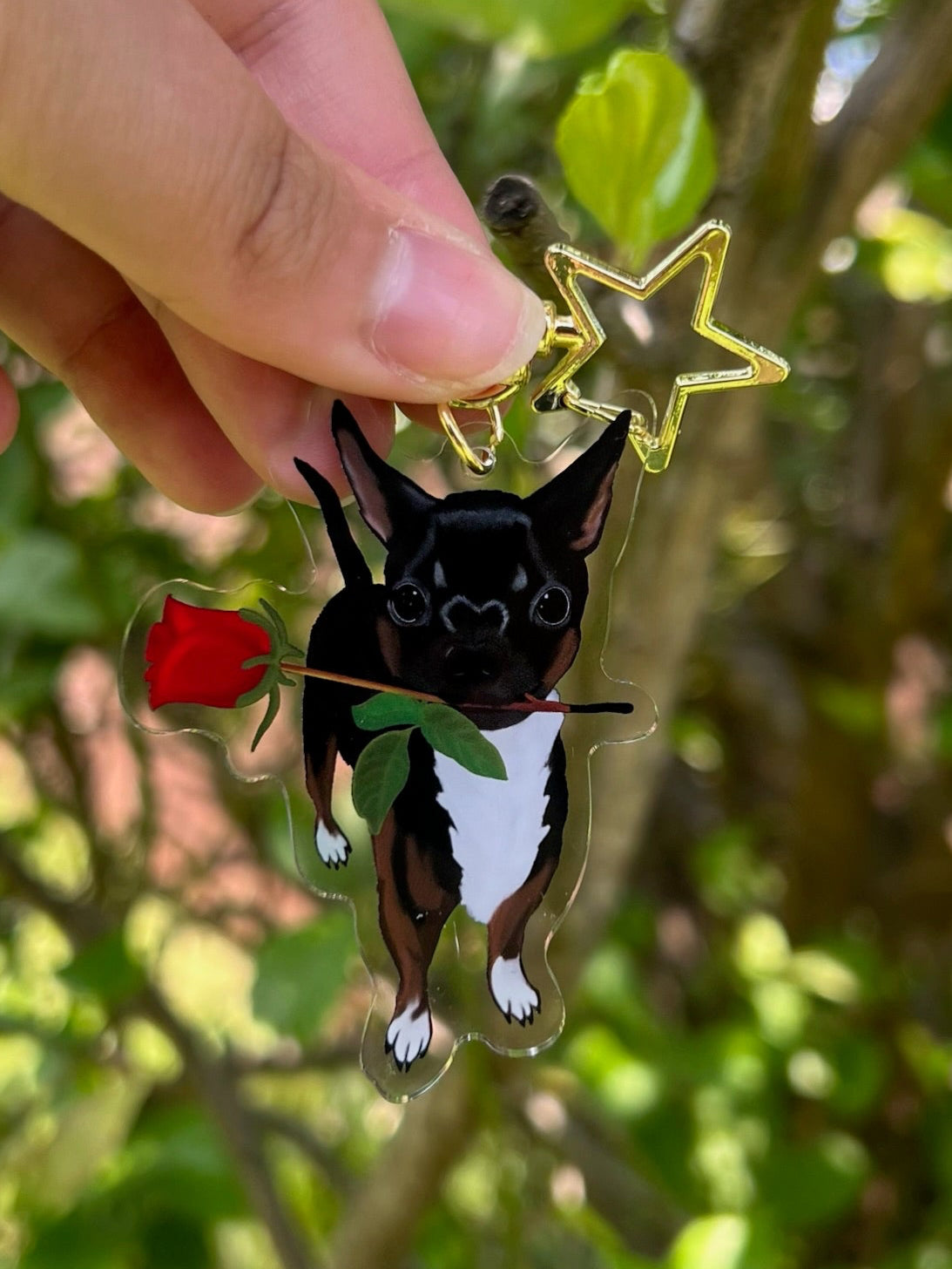 Chihuahua holding a Rose Acrylic Keychain with a star clasp taken outdoors