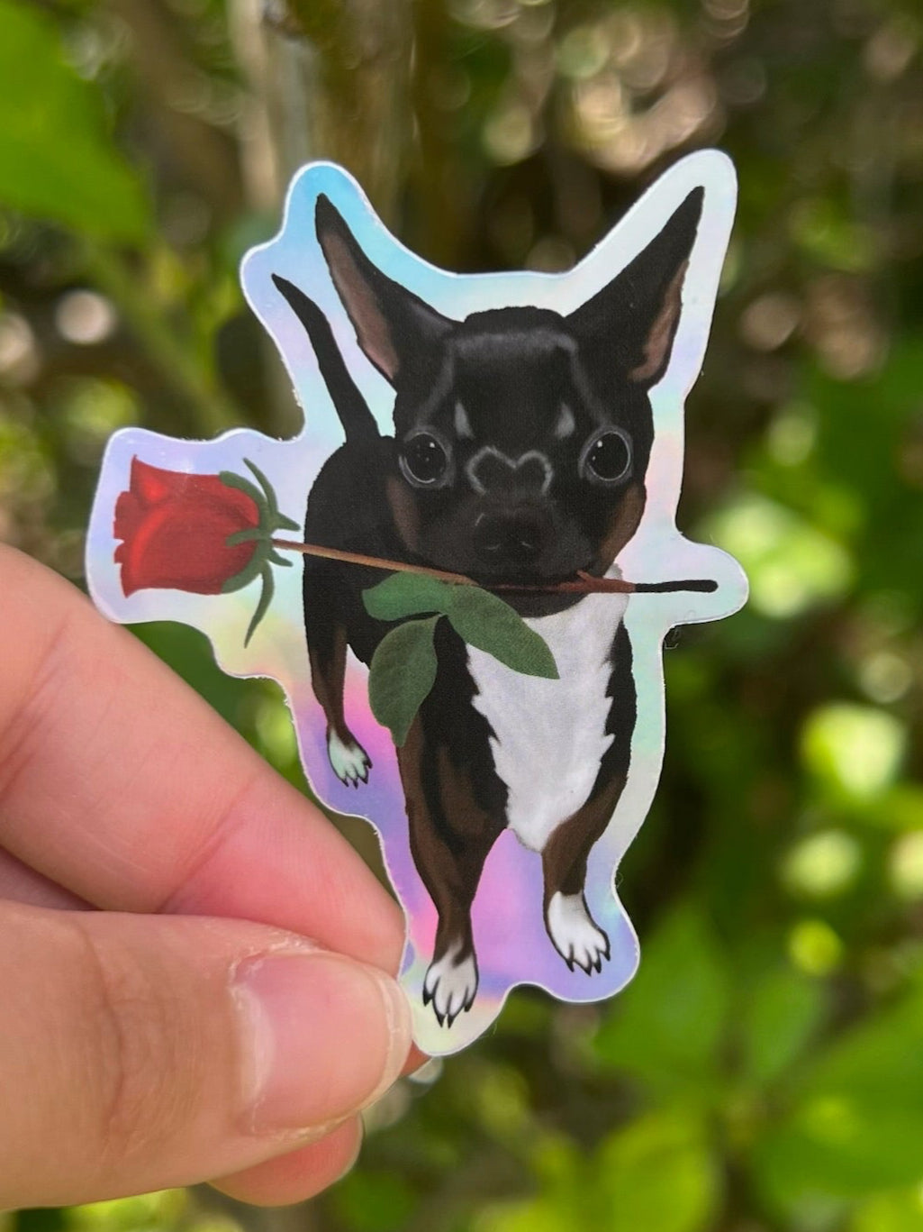 Holographic Sticker of Chihuahua holding a Rose taken outdoors 