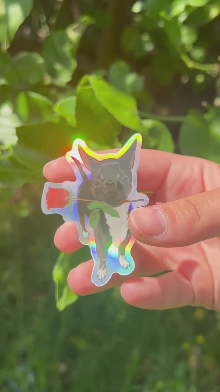 Holographic Sticker of Chihuahua holding a rose shining outdoors